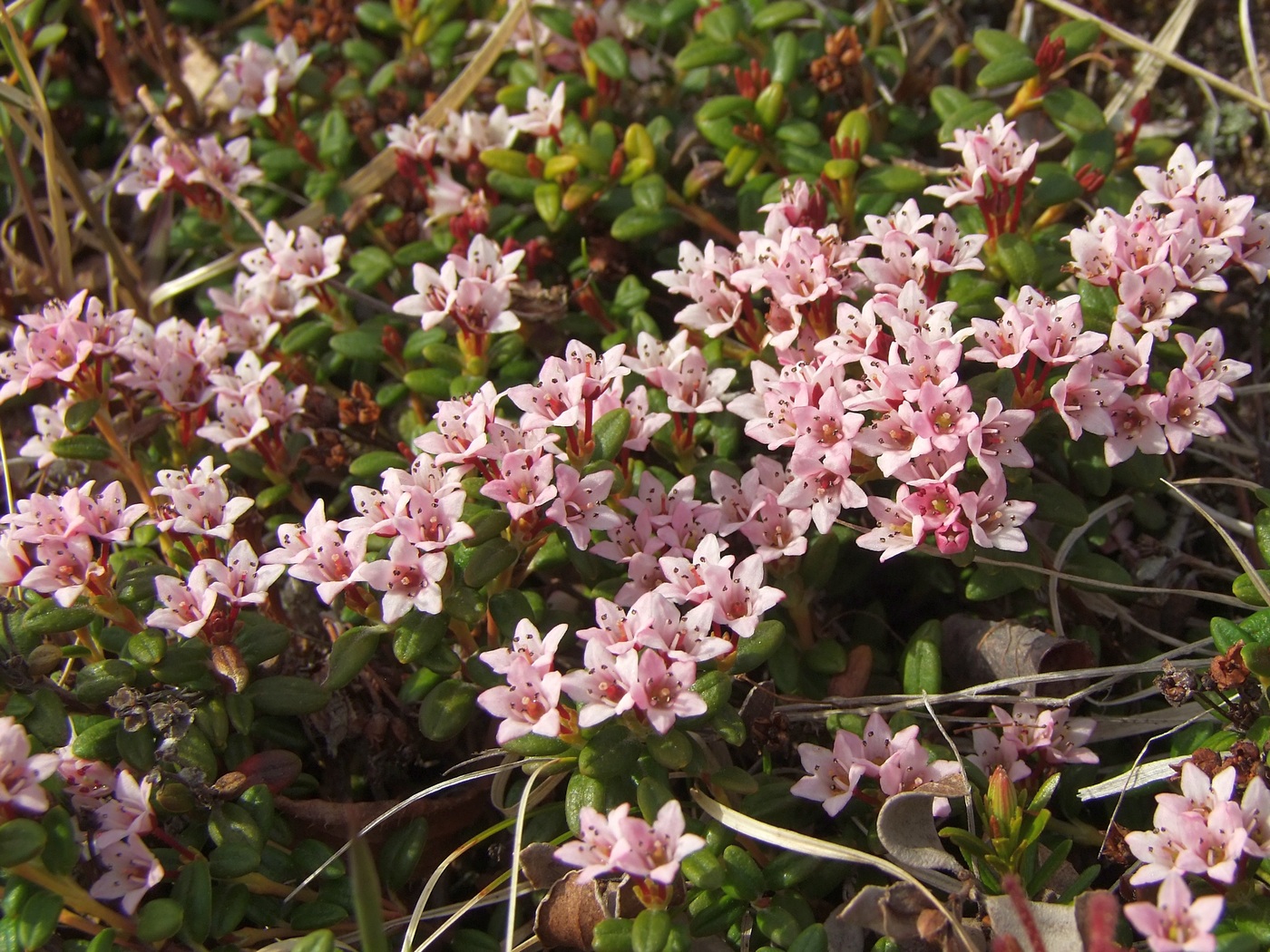 Image of Loiseleuria procumbens specimen.