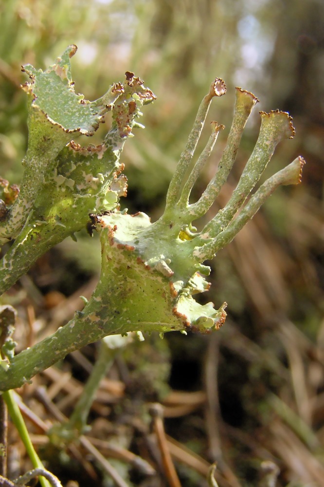 Image of genus Cladonia specimen.