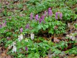 Corydalis cava. Цветущие растения. Украина, Ивано-Франковская обл., Болеховский горсовет, Поляницкий сельсовет, Поляницкий региональный ландшафтный парк, буковый лес. 05.04.2017.