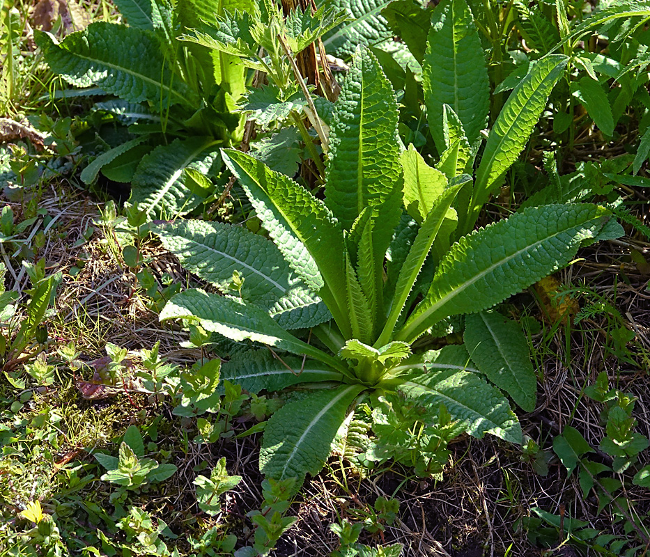 Image of Dipsacus fullonum specimen.