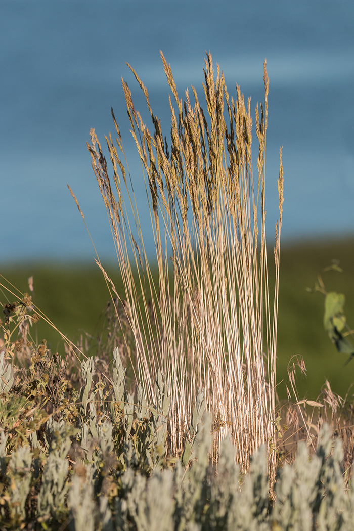 Изображение особи Festuca regeliana.