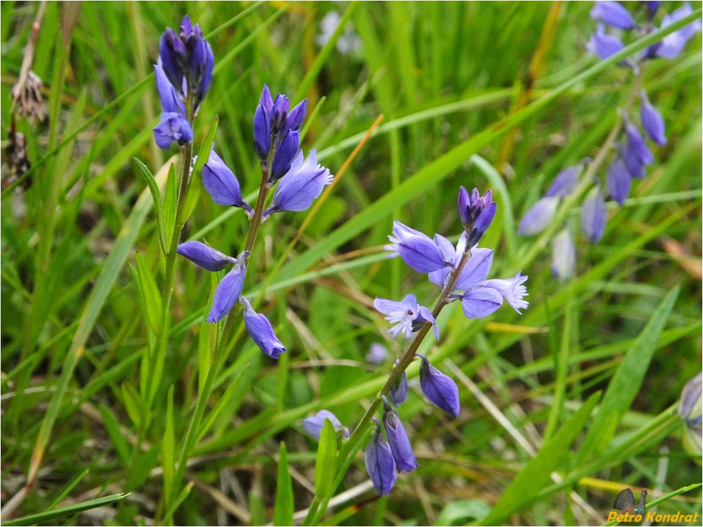 Изображение особи Polygala vulgaris.