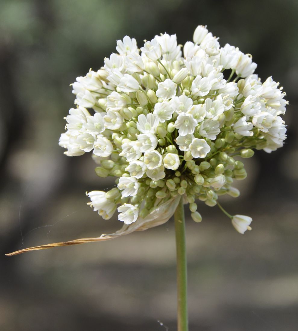 Image of Allium pallens ssp. coppoleri specimen.