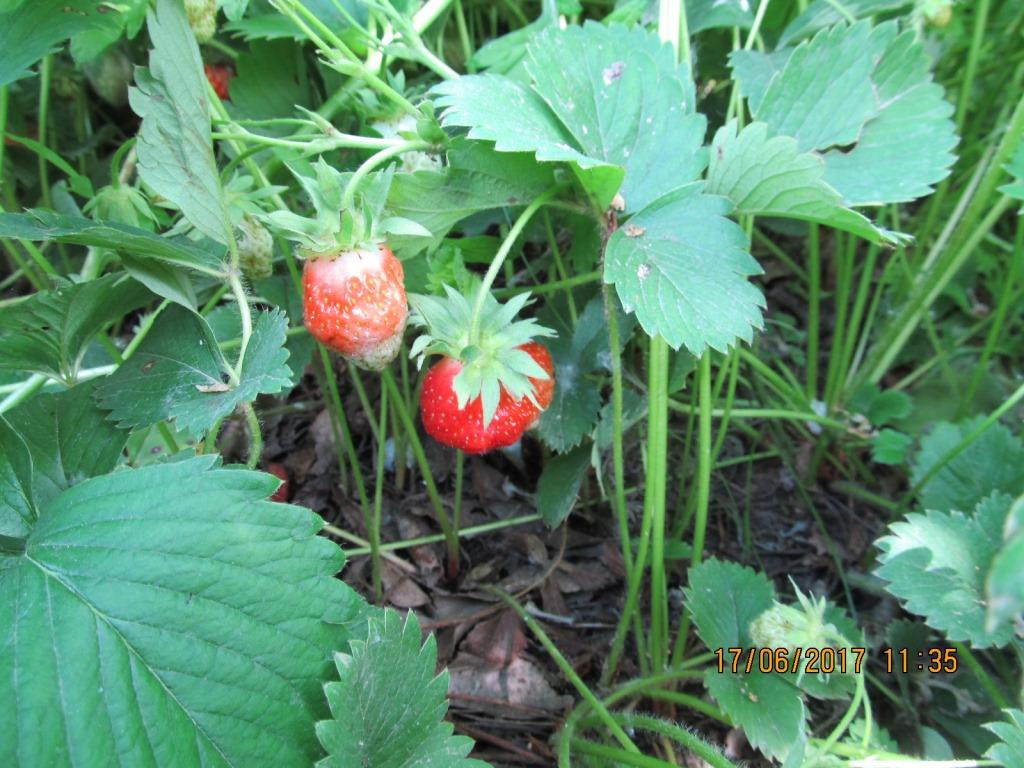 Image of Fragaria &times; ananassa specimen.