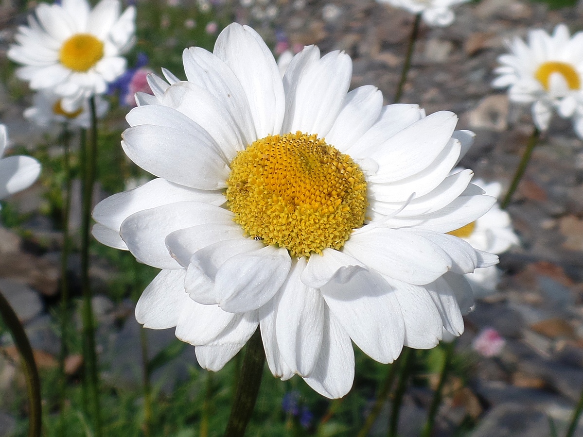 Image of Pyrethrum krylovianum specimen.