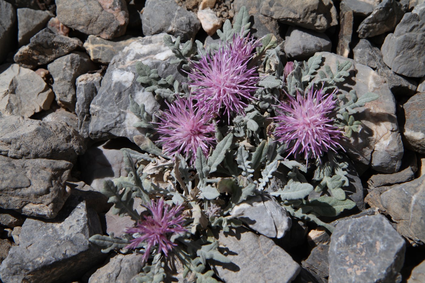 Image of Jurinea algida specimen.