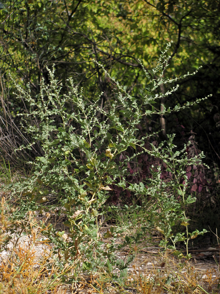 Image of Atriplex rosea specimen.