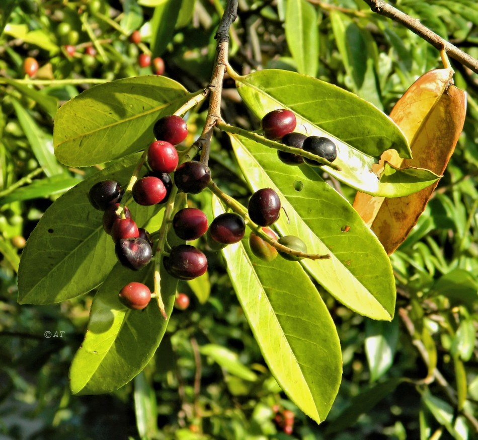 Image of Lauro-cerasus officinalis specimen.