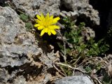 Crepis fraasii