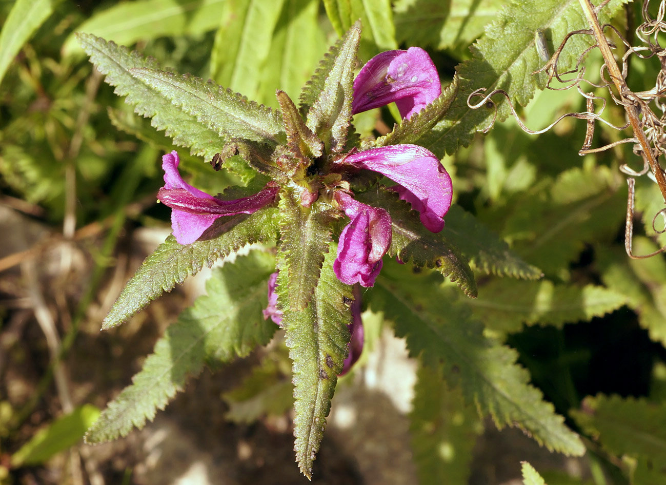 Image of Pedicularis resupinata specimen.