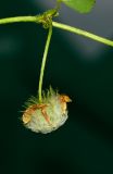 Trifolium eriosphaerum. Часть побега с соплодием. Израиль, Нижняя Галилея, заповедник Iris bismarckiana, выс. ок. 320 м н.у. м. 26.03.2017.