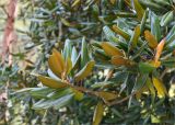 Magnolia grandiflora