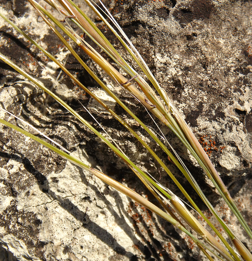 Изображение особи Stipa asperella.