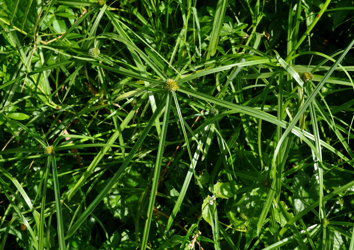 Image of Kyllinga polyphylla specimen.