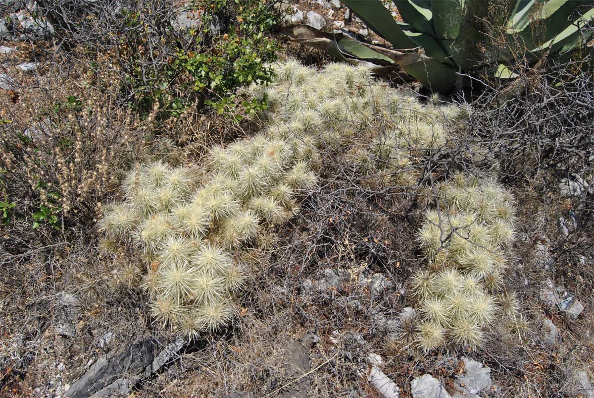 Image of Cylindropuntia tunicata specimen.