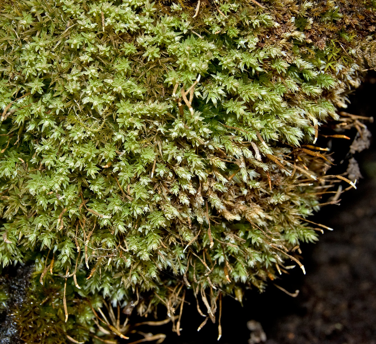 Image of division Bryophyta specimen.