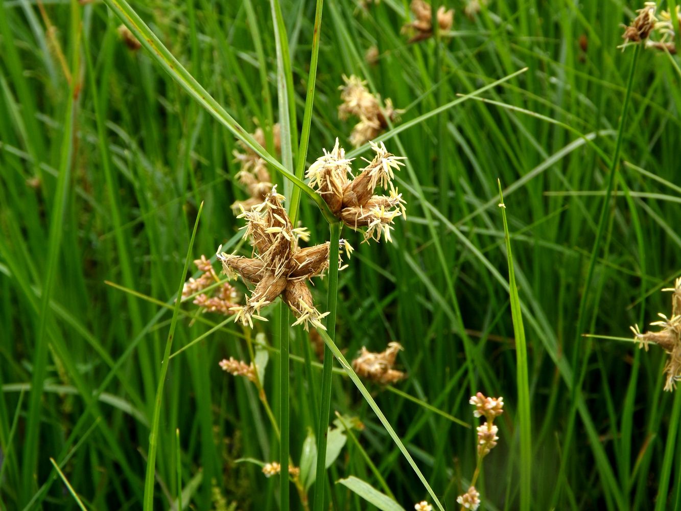 Image of Bolboschoenus planiculmis specimen.