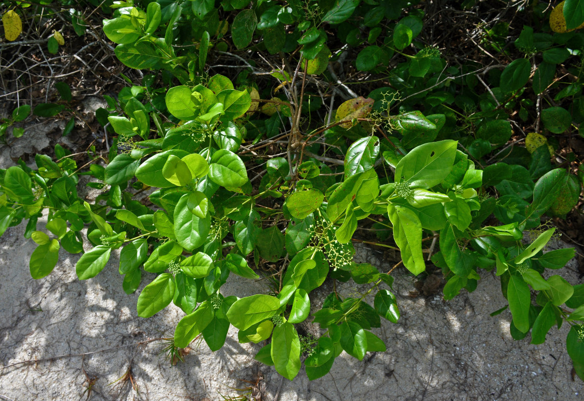 Image of Premna serratifolia specimen.