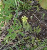 Pedicularis kaufmannii