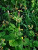 Geum macrophyllum. Верхушки побегов с цветком и плодами. Московская обл., Орехово-Зуевский р-н, долина р. Нерская, пойменный луг. 14.06.2018.