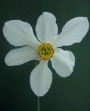 Narcissus poeticus. Цветок. Томск, в культуре. 01.06.2010.