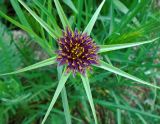 Tragopogon krascheninnikovii