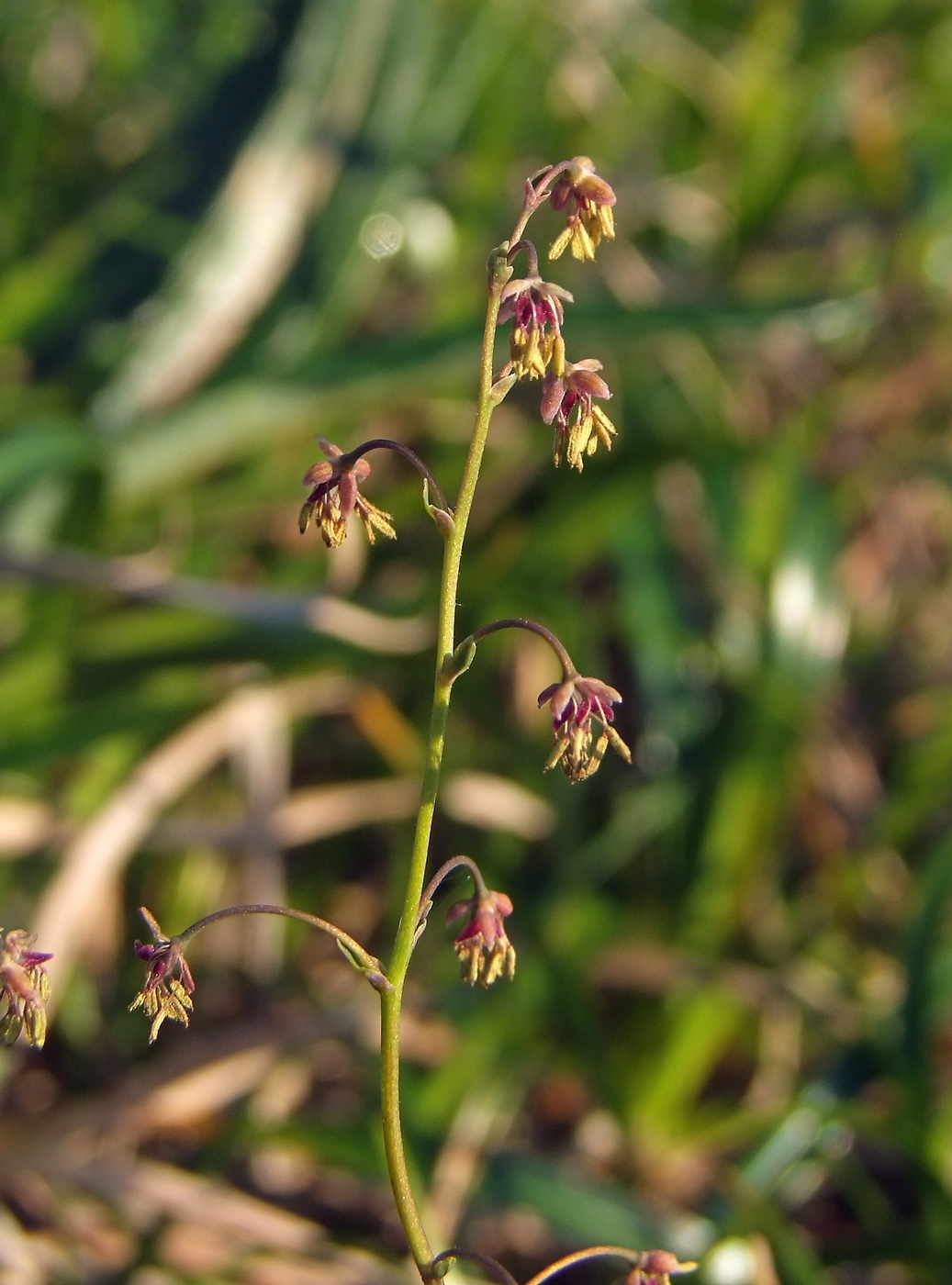 Image of Thalictrum alpinum specimen.