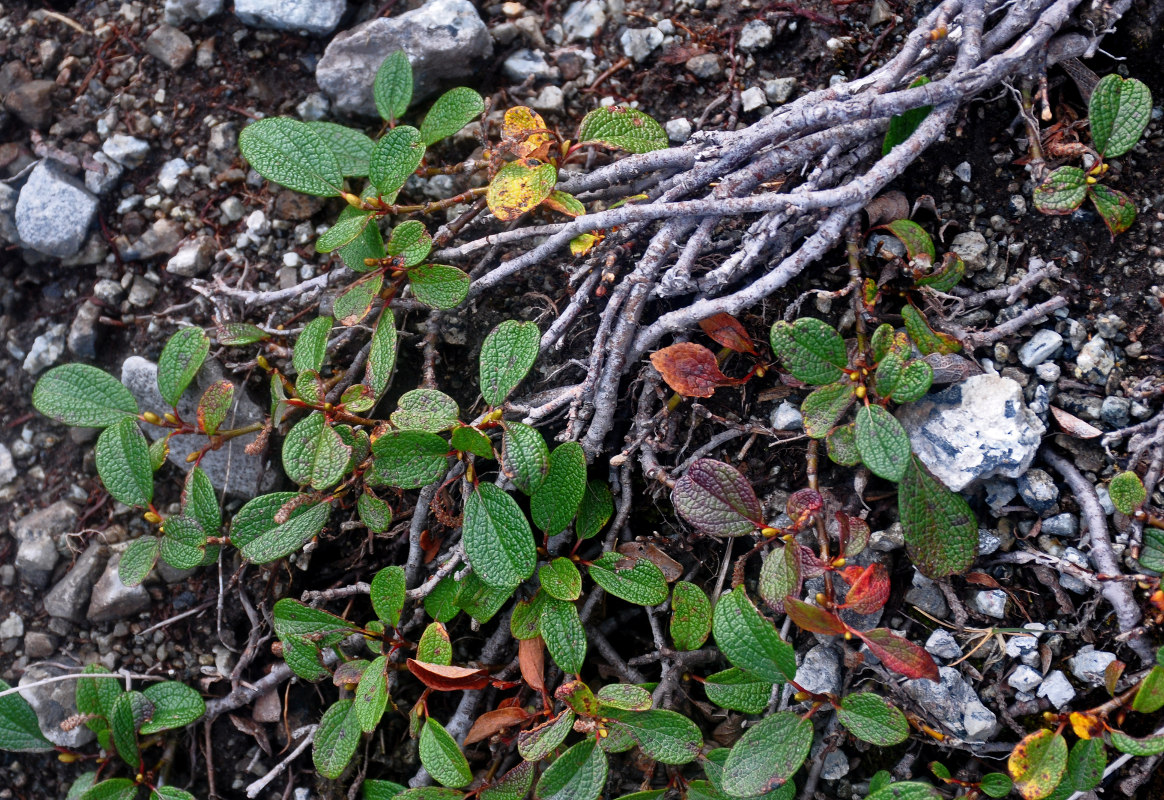 Image of Salix reticulata specimen.