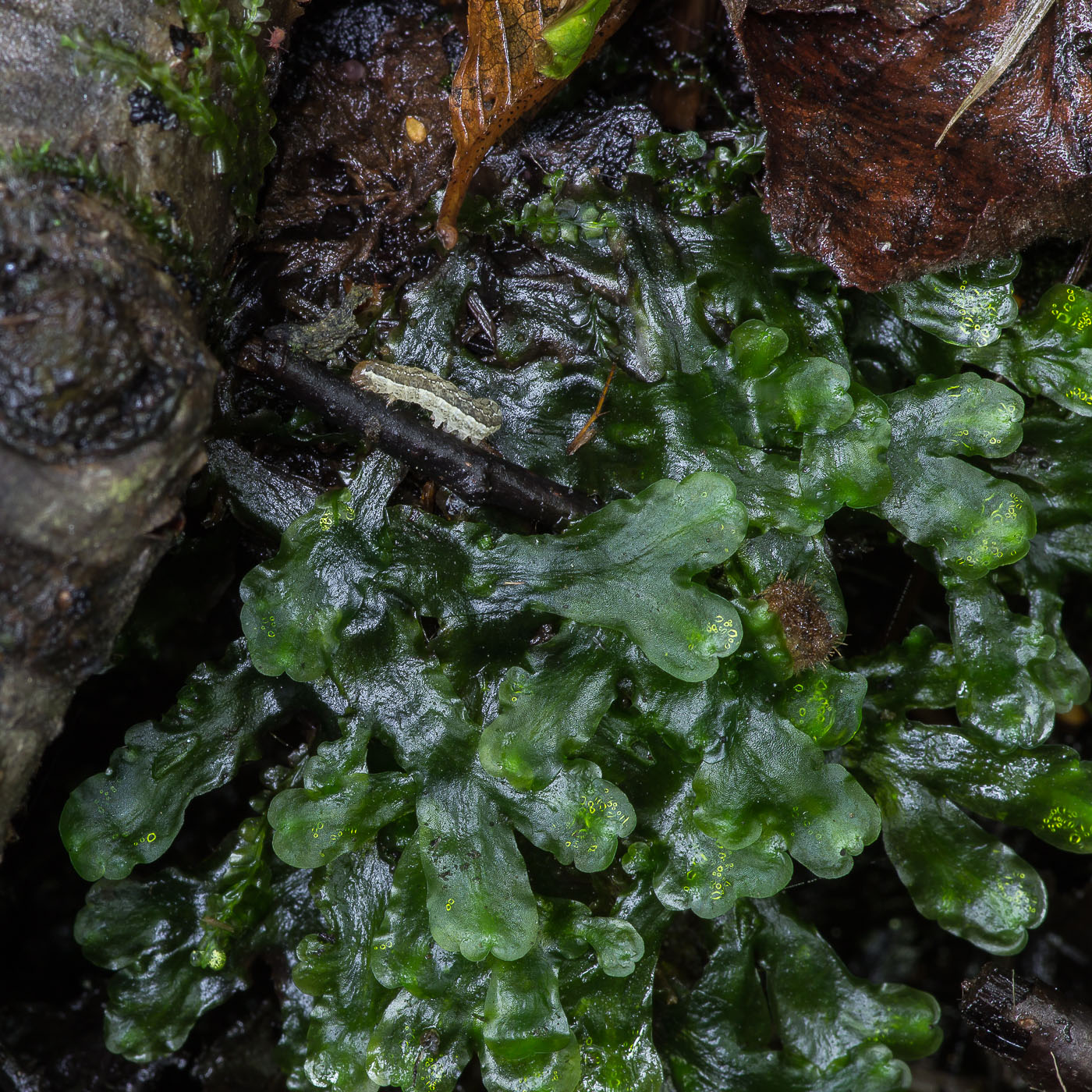 Image of familia Marchantiaceae specimen.