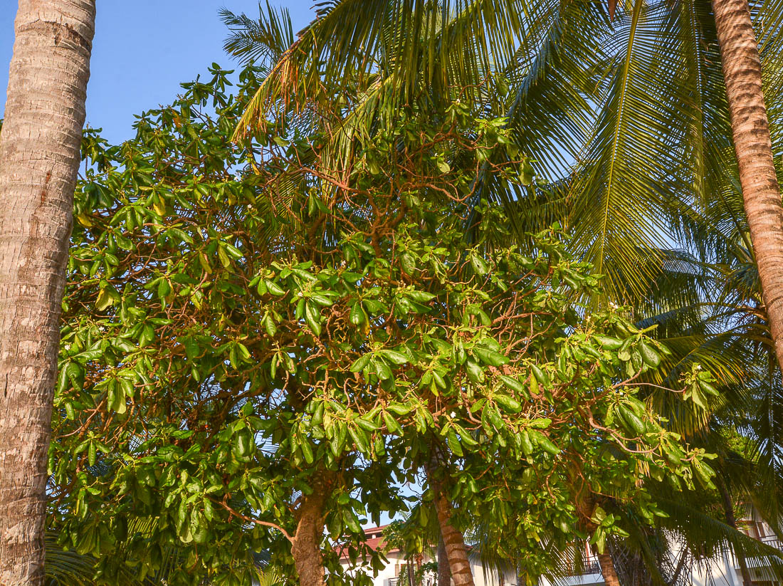 Изображение особи Guettarda speciosa.