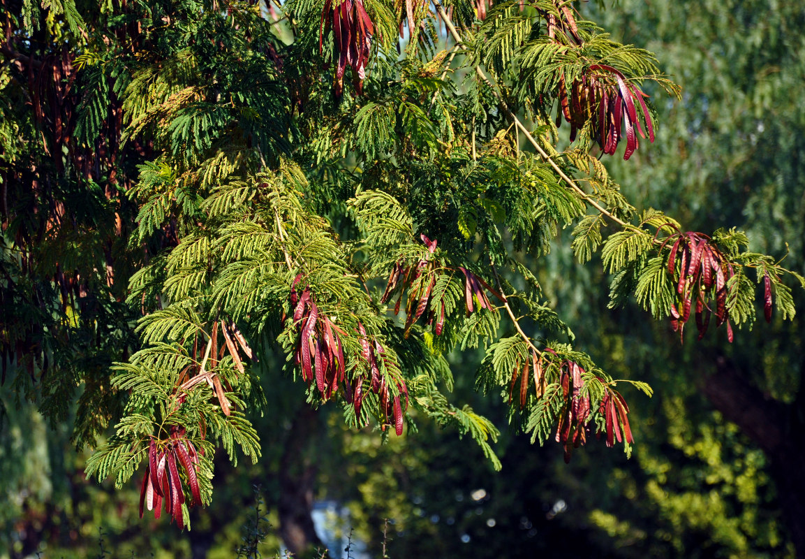 Image of Leucaena leucocephala specimen.