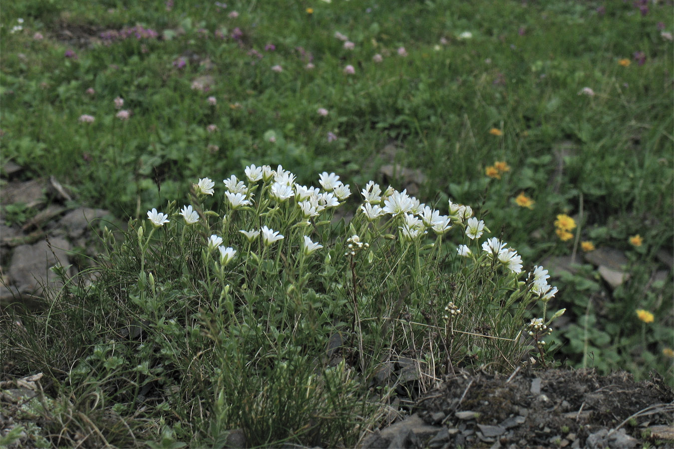 Image of Cerastium eriophorum specimen.