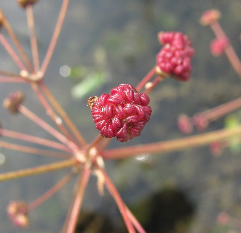 Image of Alisma plantago-aquatica specimen.