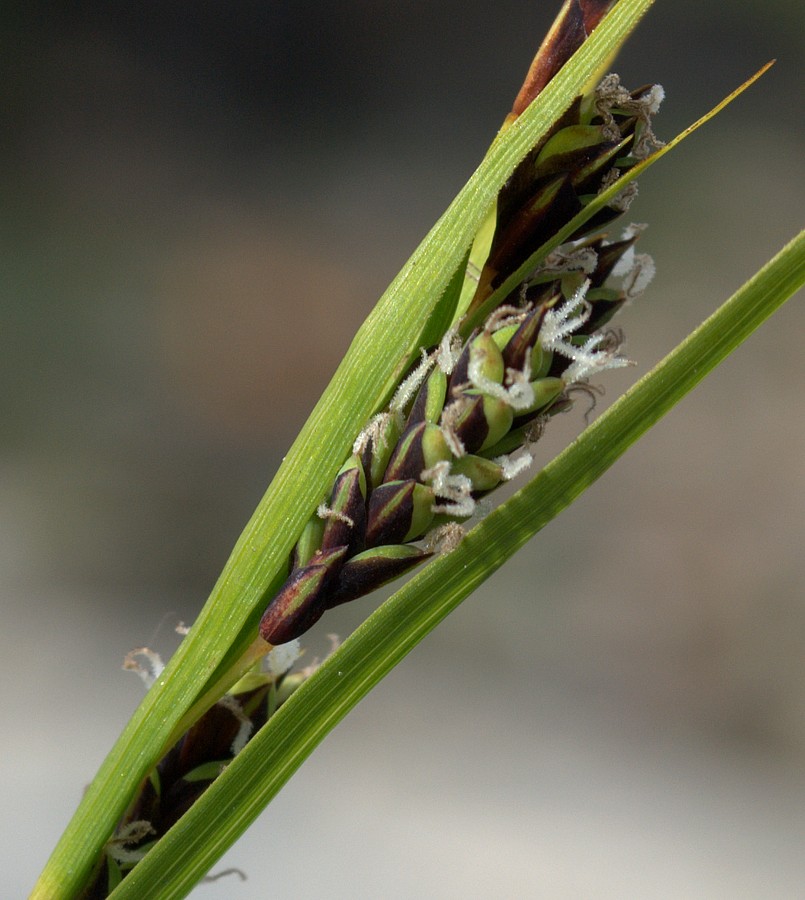 Изображение особи Carex rariflora.