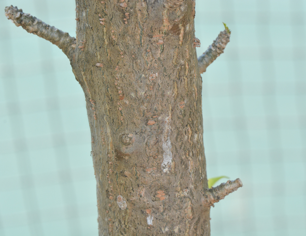 Image of Plumeria pudica specimen.