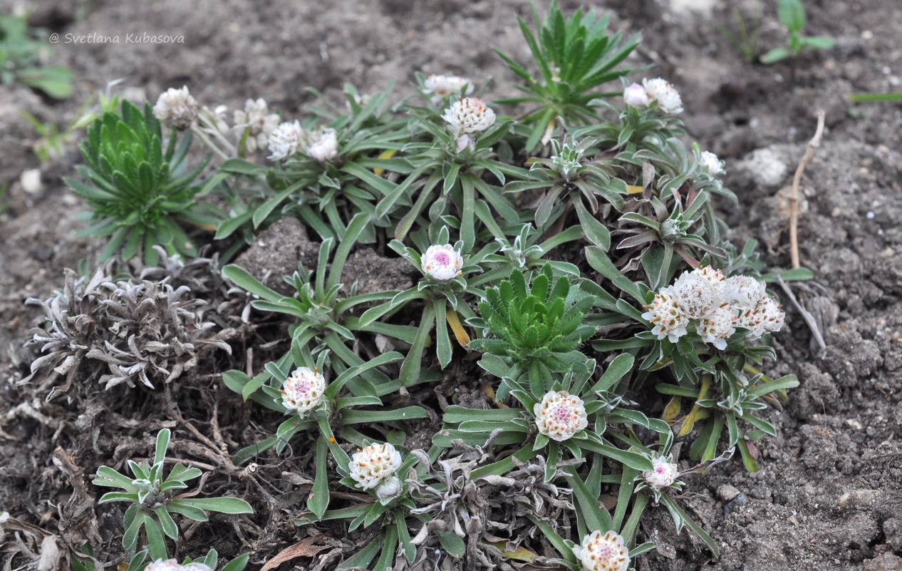 Image of Antennaria dioica specimen.