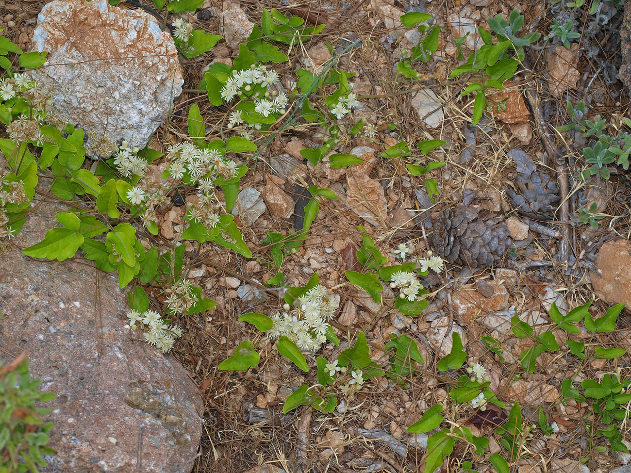 Image of Clematis vitalba specimen.