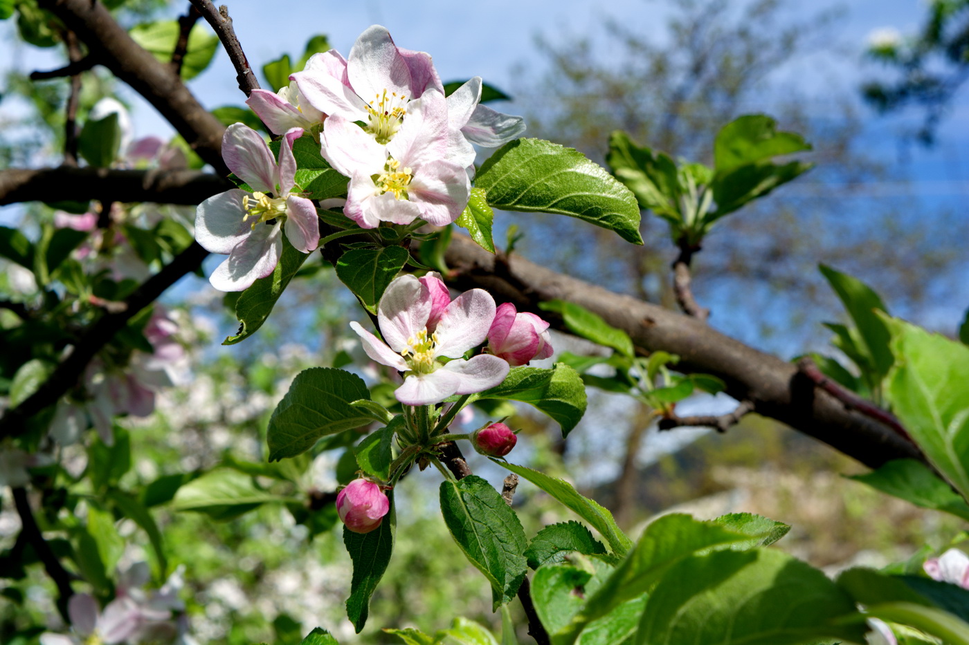 Изображение особи Malus domestica.