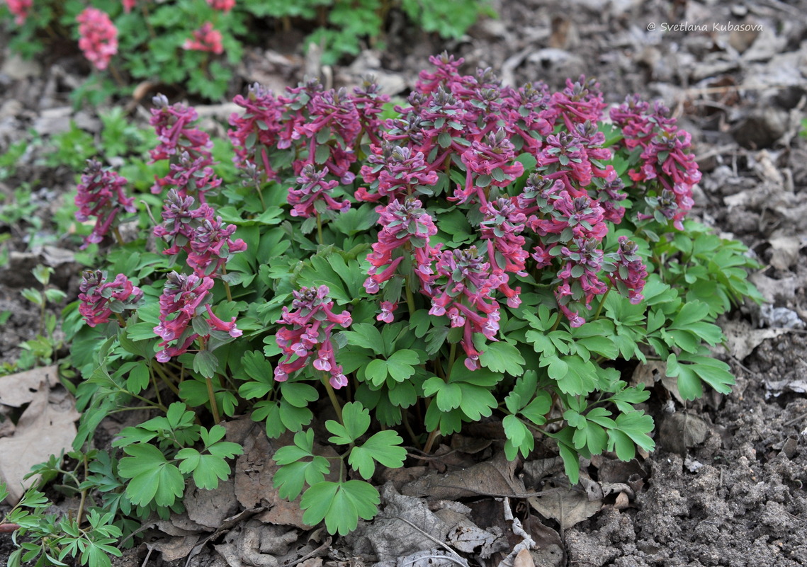 Image of Corydalis solida specimen.