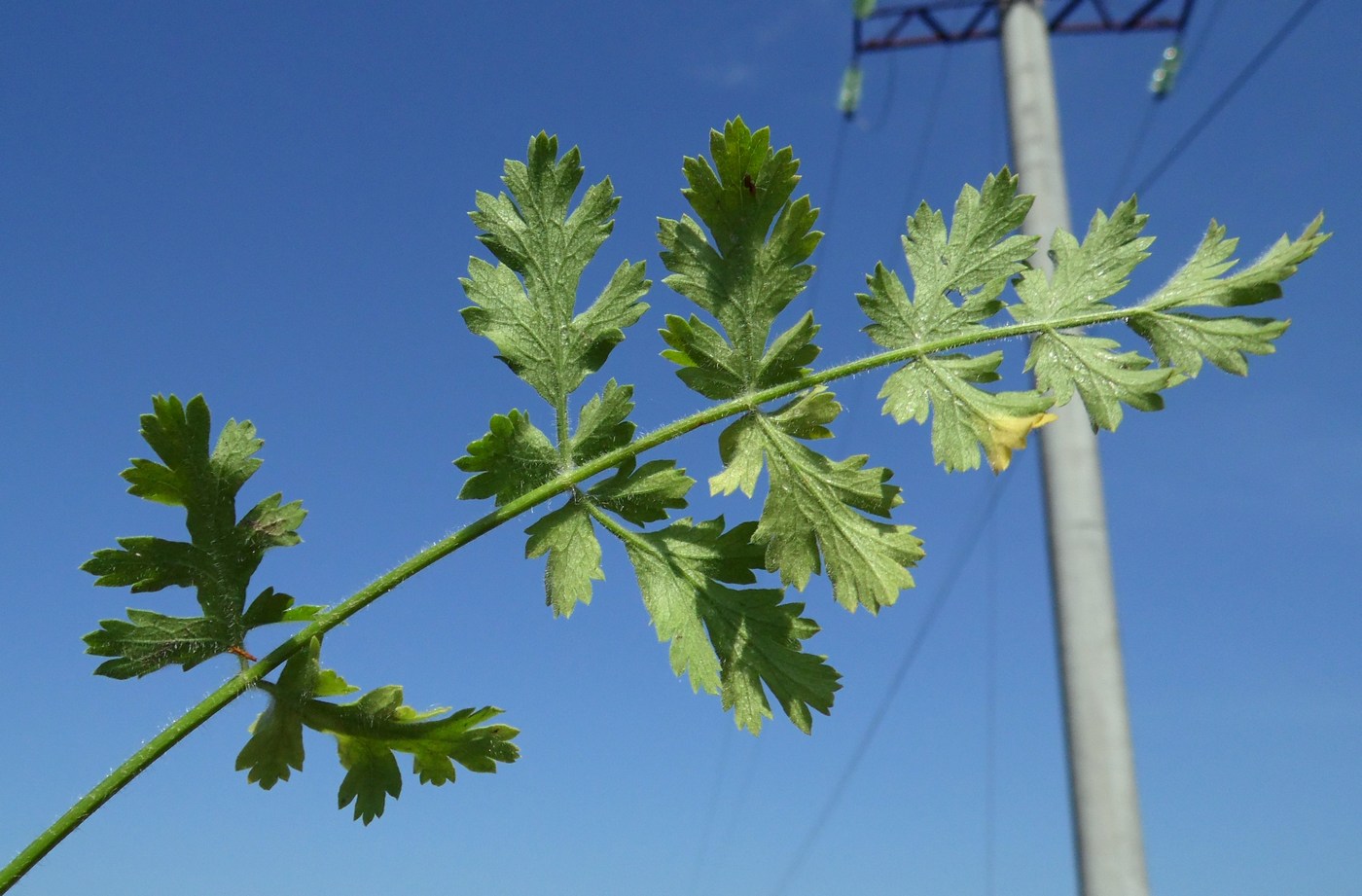 Image of Pastinaca pimpinellifolia specimen.