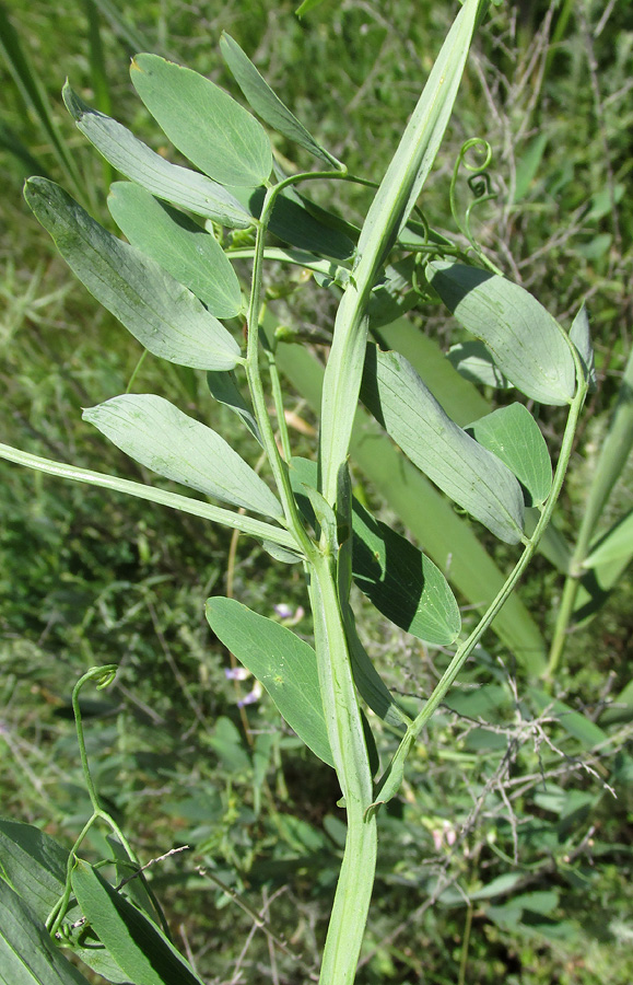 Image of Lathyrus incurvus specimen.