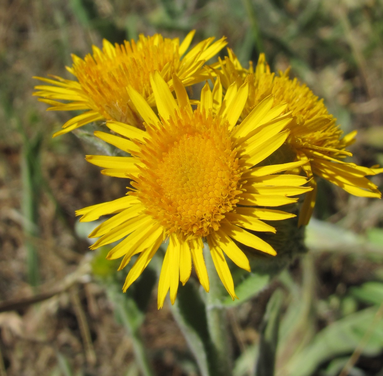 Изображение особи Inula oculus-christi.