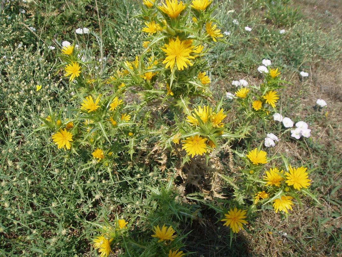 Image of Scolymus hispanicus specimen.