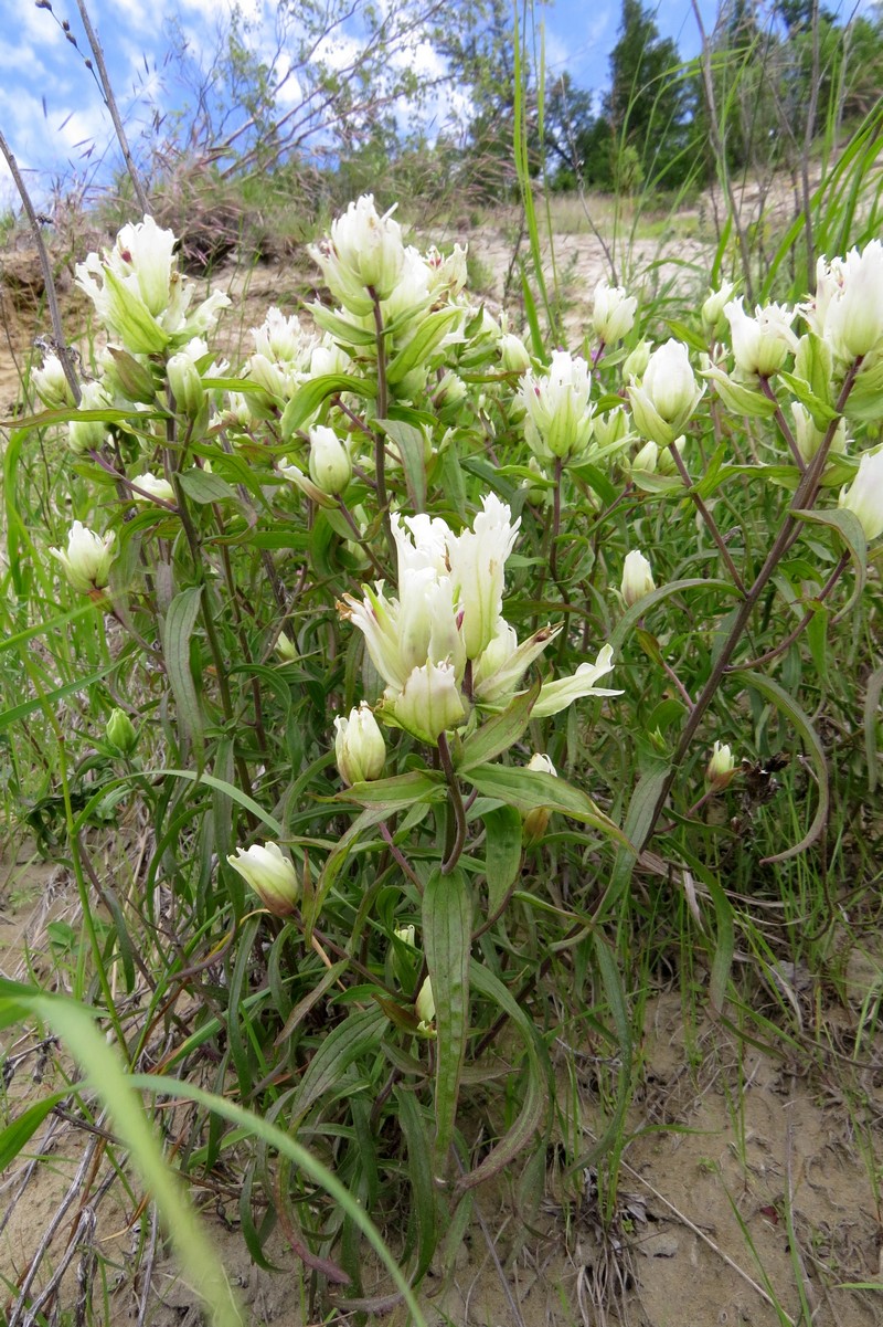 Image of Castilleja hyparctica specimen.