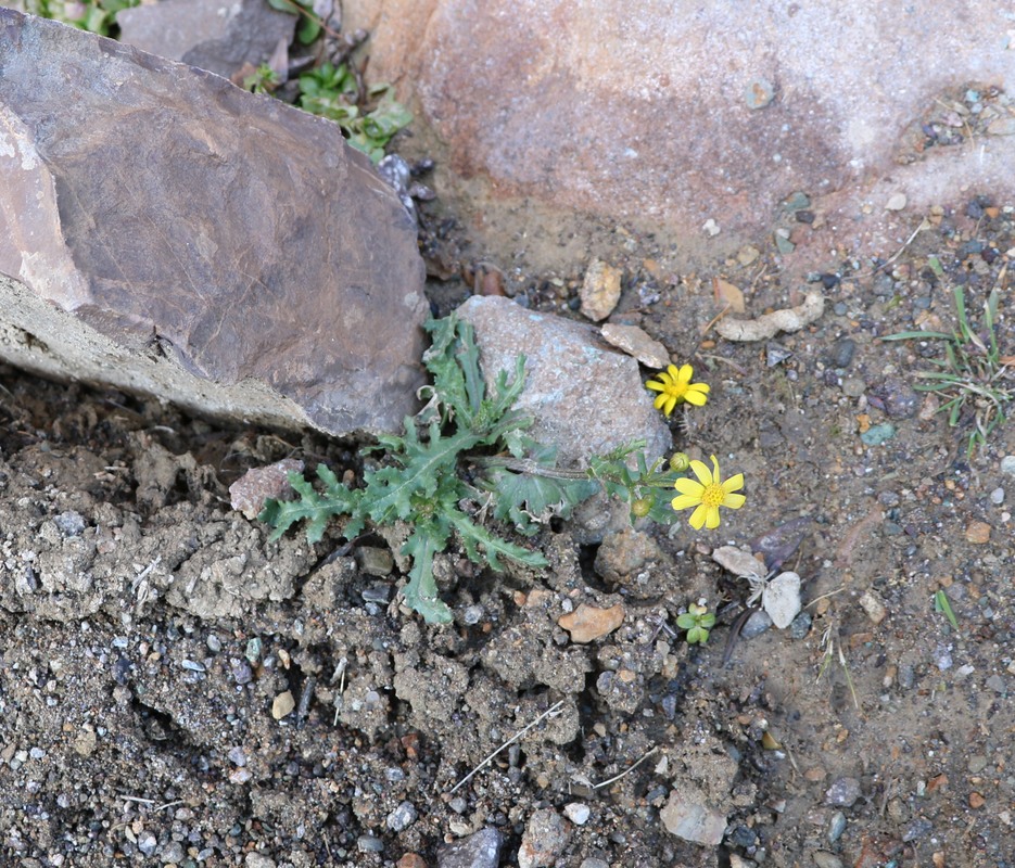 Изображение особи Senecio vernalis.