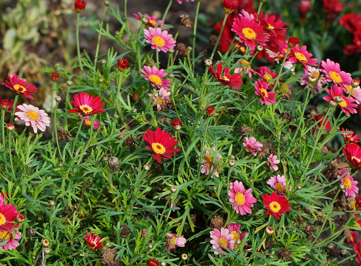 Изображение особи семейство Asteraceae.