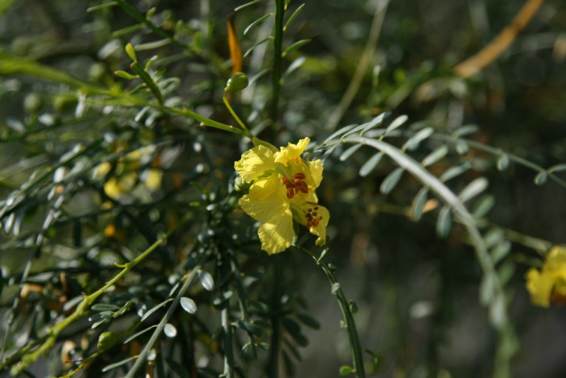 Image of Parkinsonia aculeata specimen.