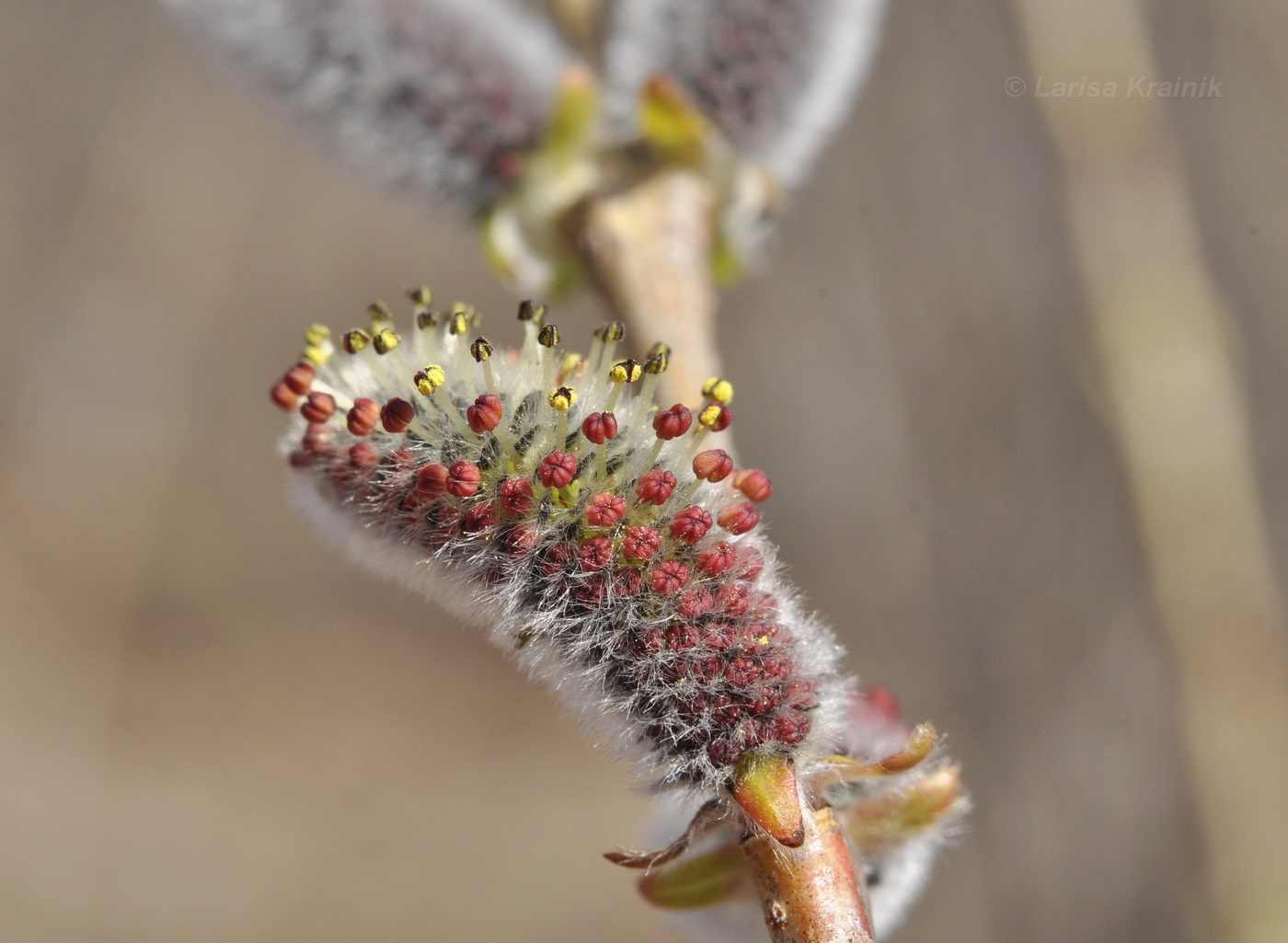 Image of Salix integra specimen.