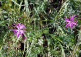 Dianthus sajanensis. Цветки. Казахстан, Терскей Алатау, долина р. Текес, 2550 м н.у.м. 24.07.2010.