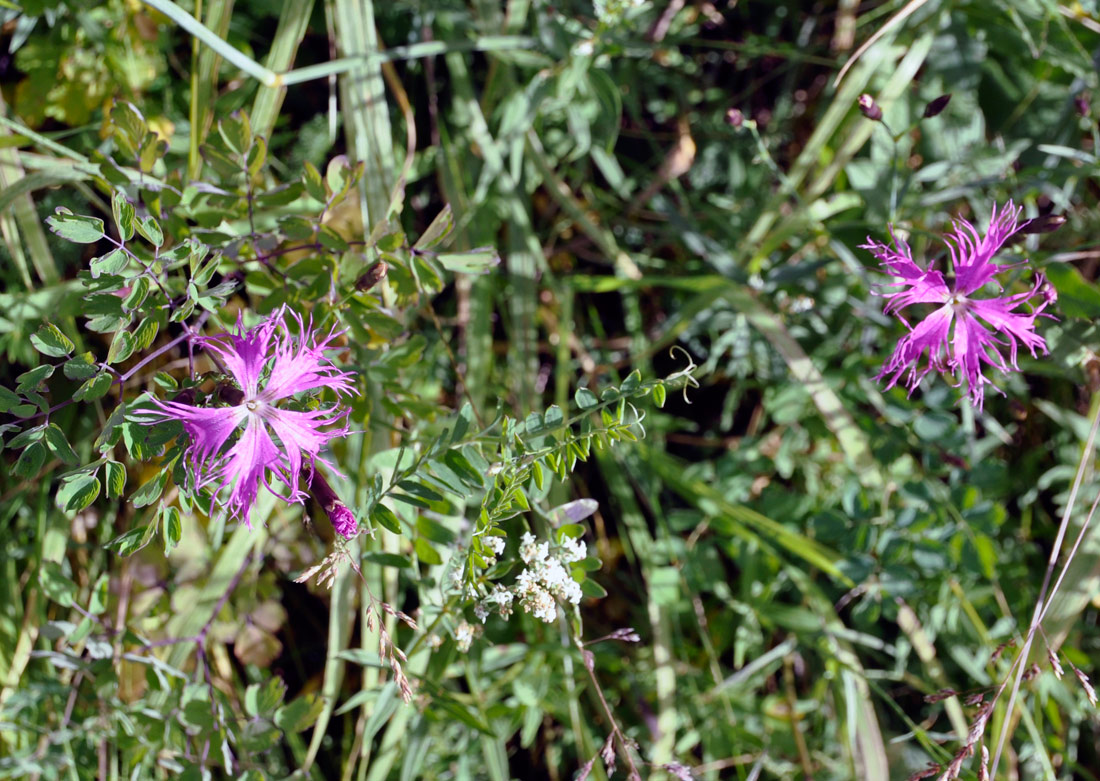 Изображение особи Dianthus sajanensis.